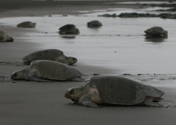 Off-road vehicle driving through a dusty path surrounded by nature, representing adventure and exploration.